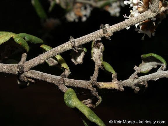 Ceanothus 23