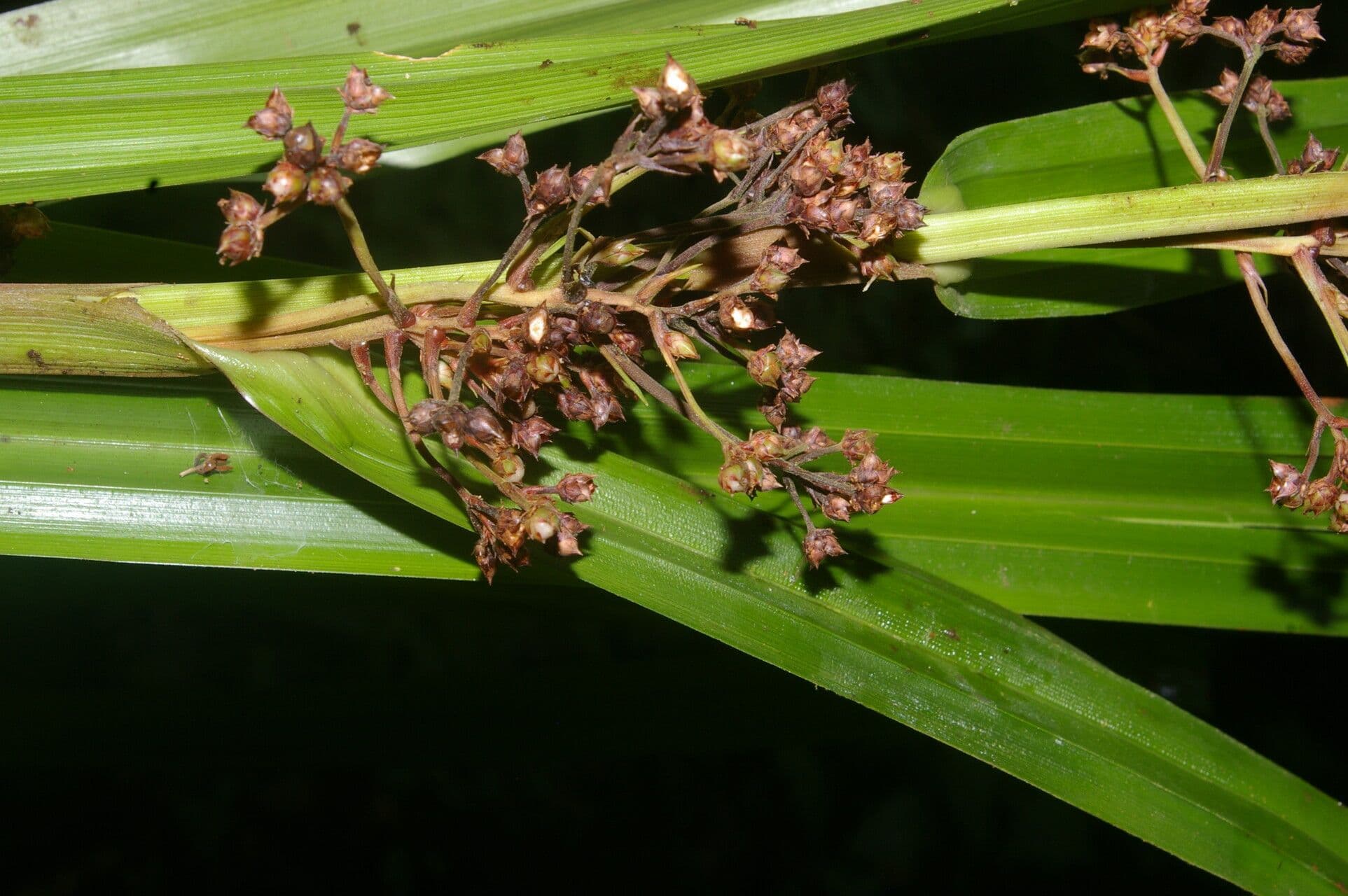 Becquerelia cymosa 2