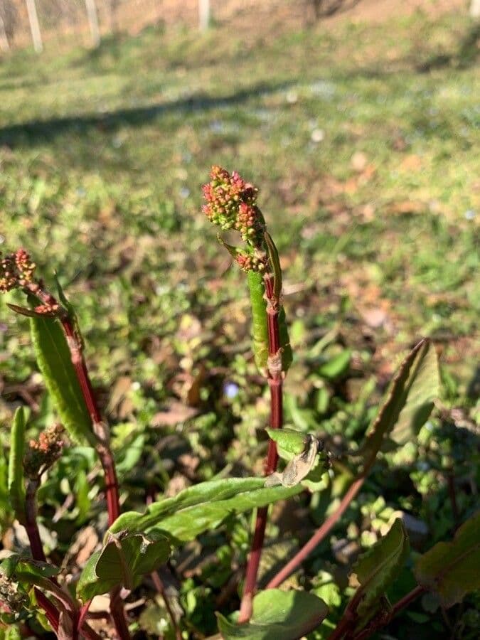 Acetosa 4