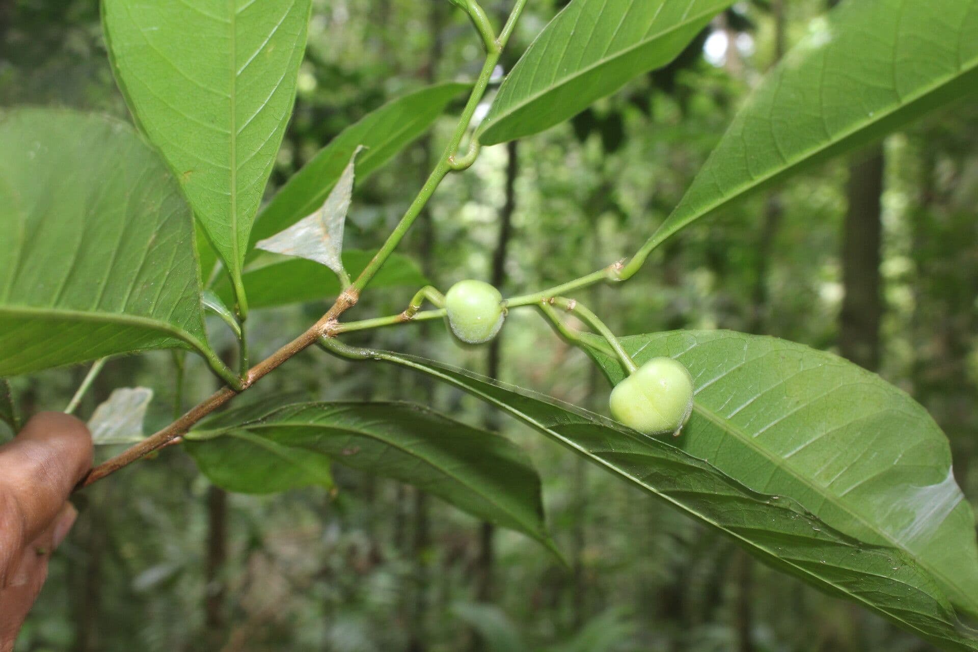 Gymnanthes 3