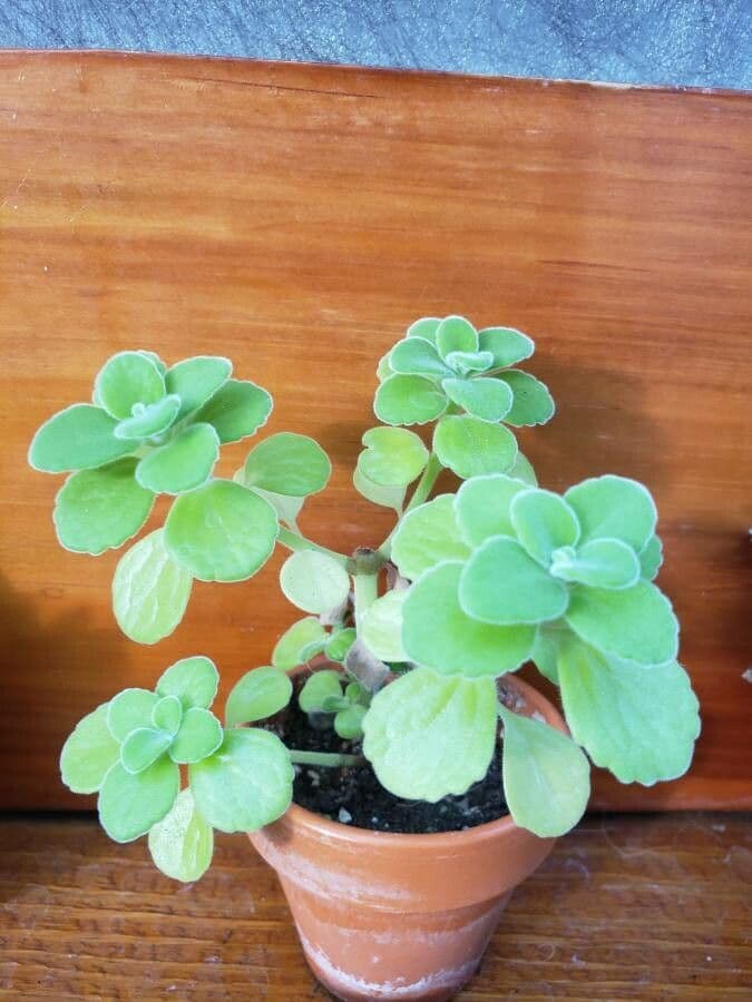 Plectranthus 6