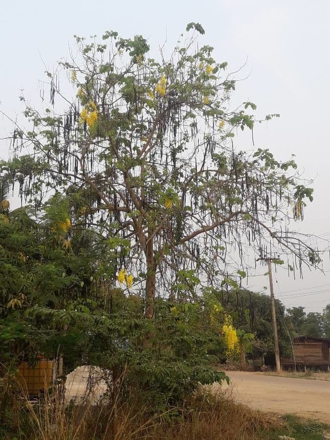 Cassia 15