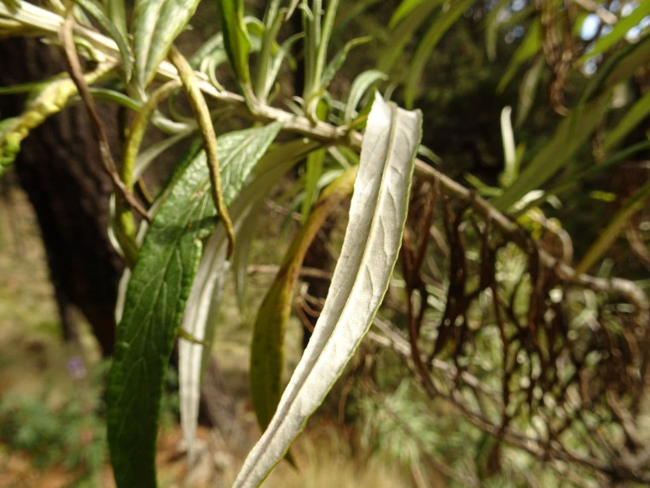 Senecio 6