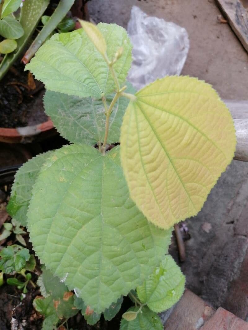 Grewia asiatica 15