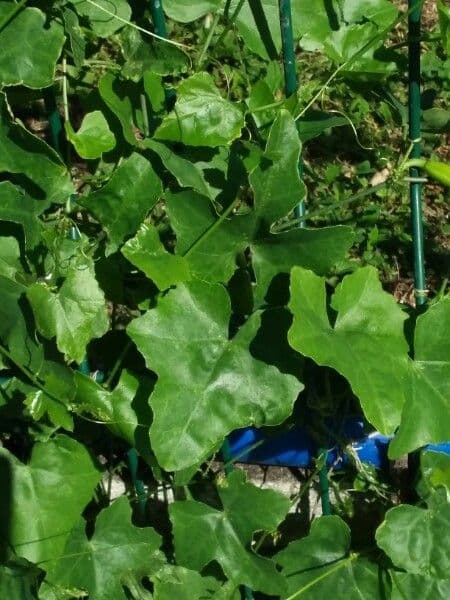 Melón escarlata 18