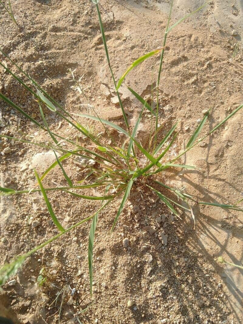 Eragrostis di Barrelier 18