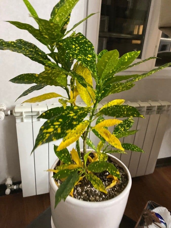 Croton variegato 10