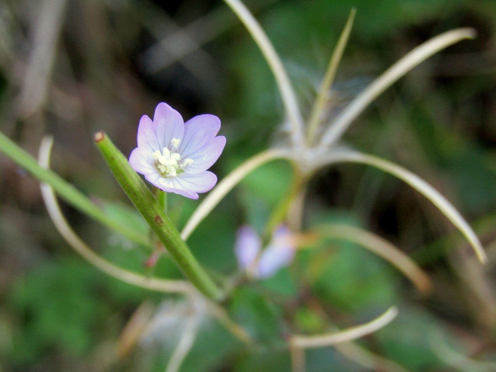 Epilobium lanceolatum 7