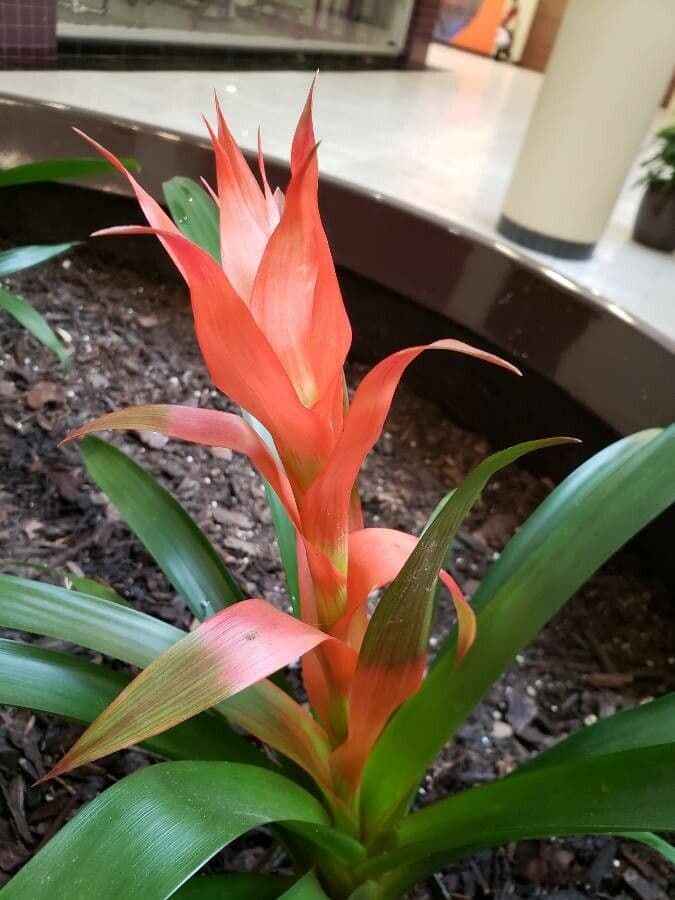 Guzmania monostachia 18