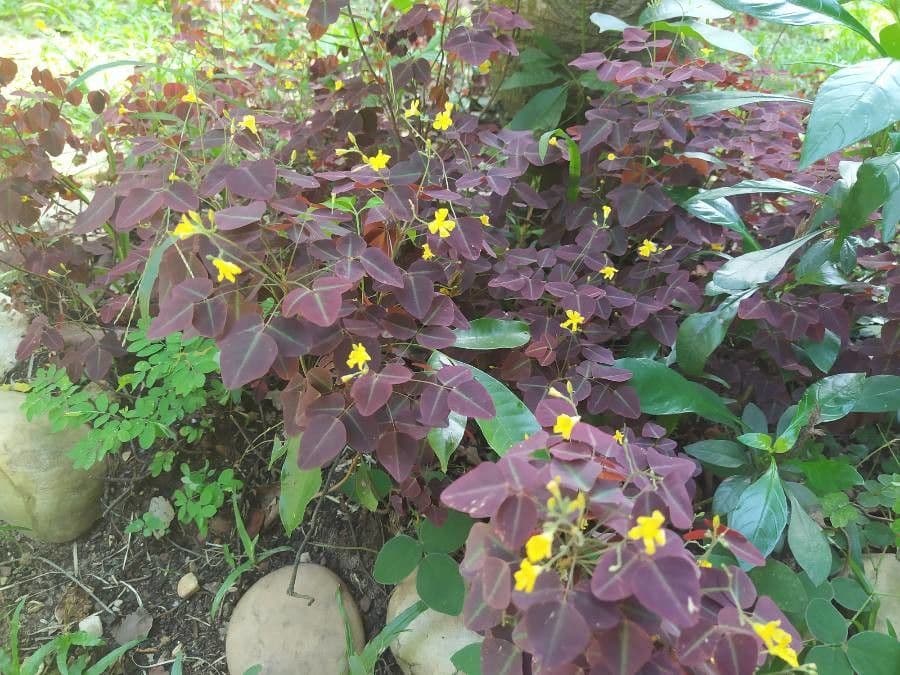 Acetosa hedysaroide 6