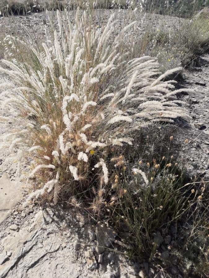Espiguilla 10