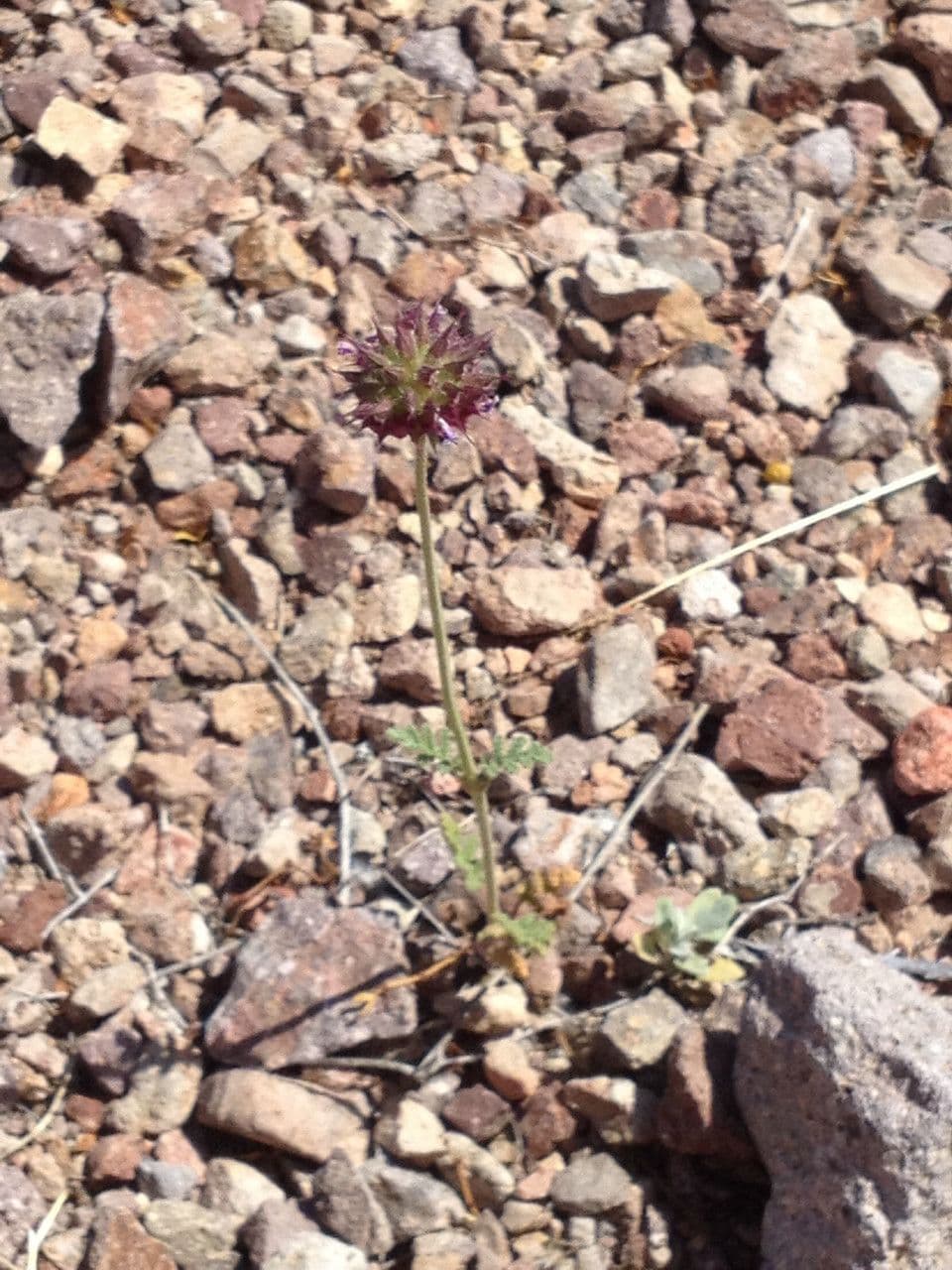 Salvia columbariae 14