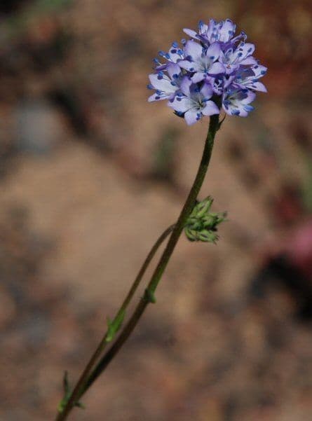 Achillea-Gilie 8