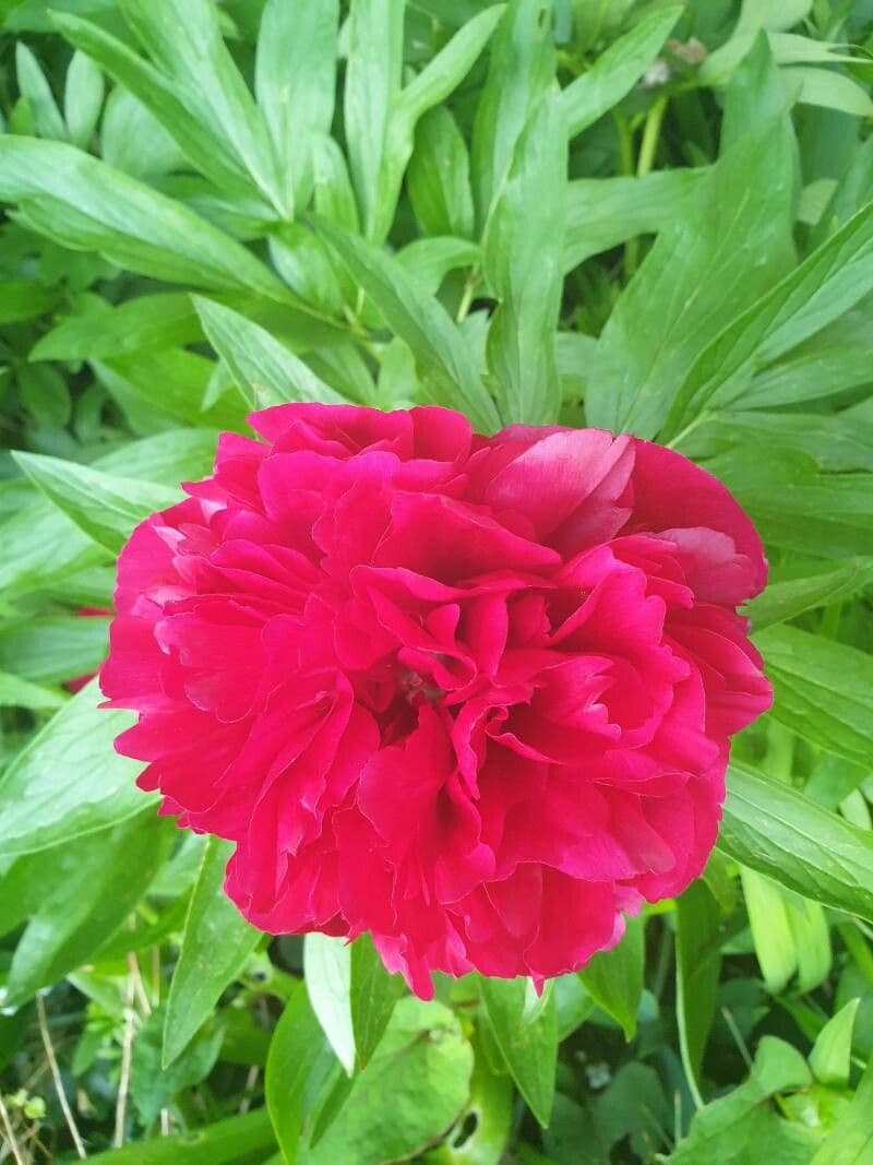 Peonia 7