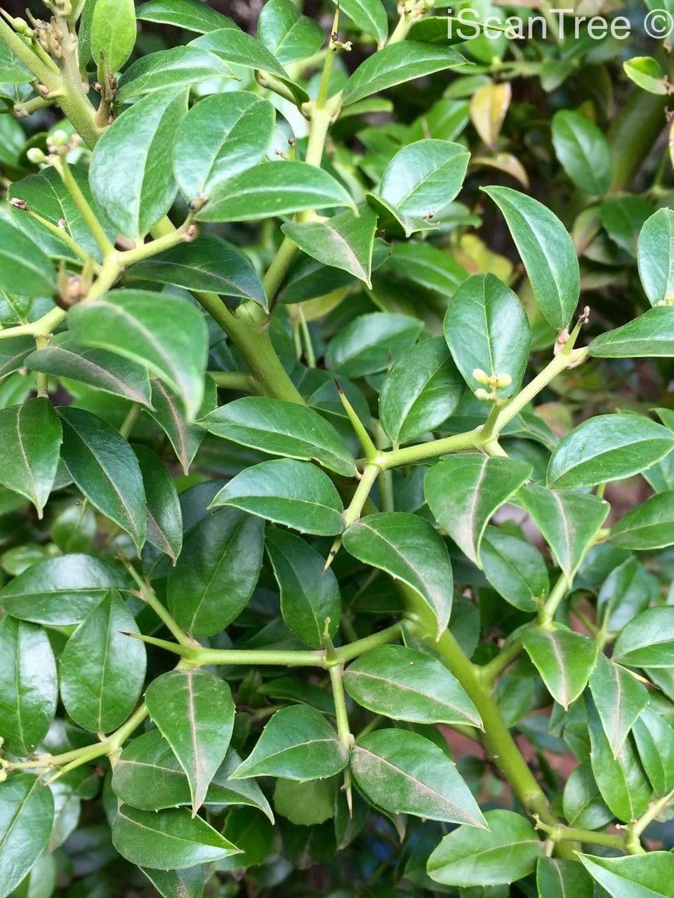 Stechpalmenblättriger Cassinopsis 11