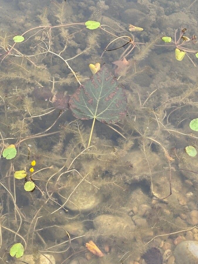Utricularia foliosa 13