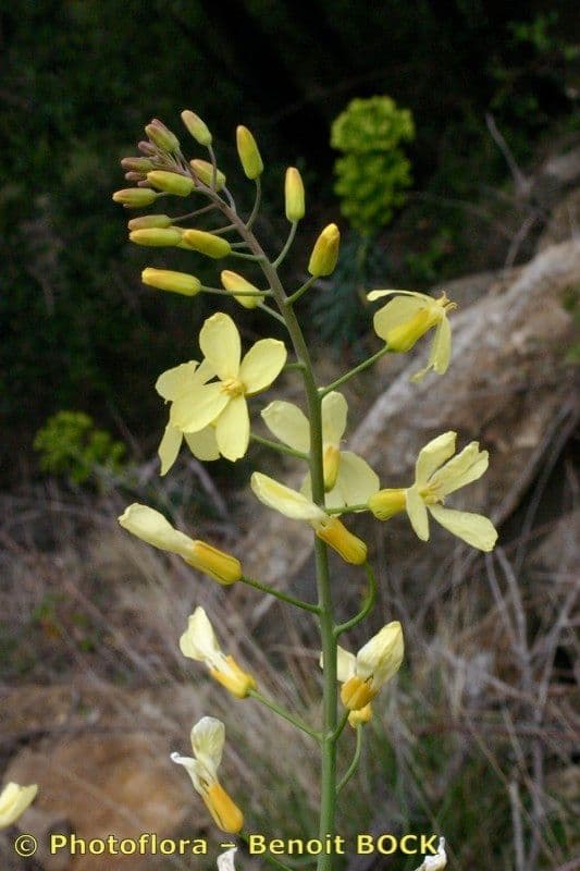 Bergkohl 21