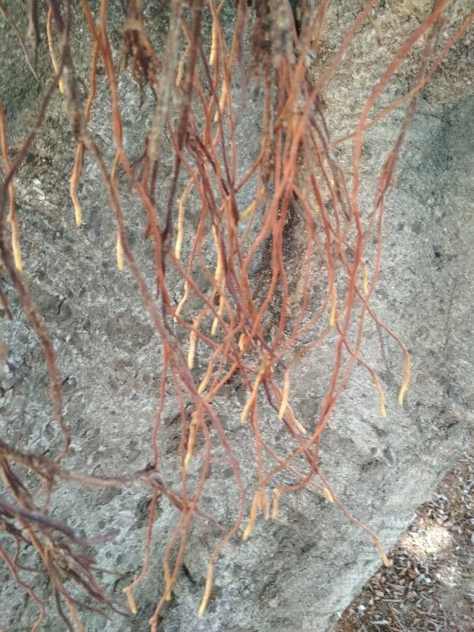 Eben mespiliformis 21