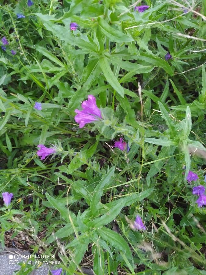 Flor morada 16