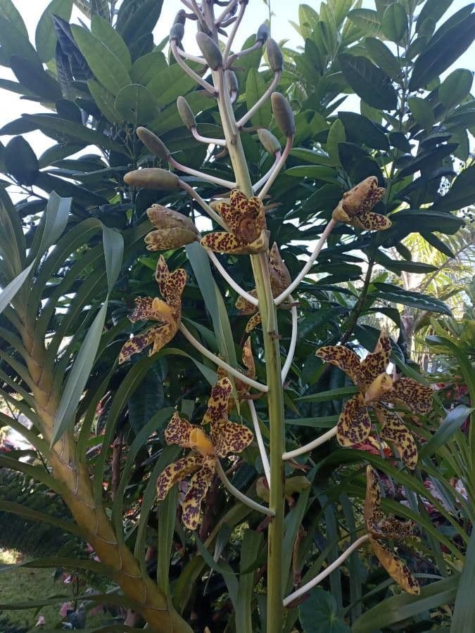 Orchidea Tigre 6