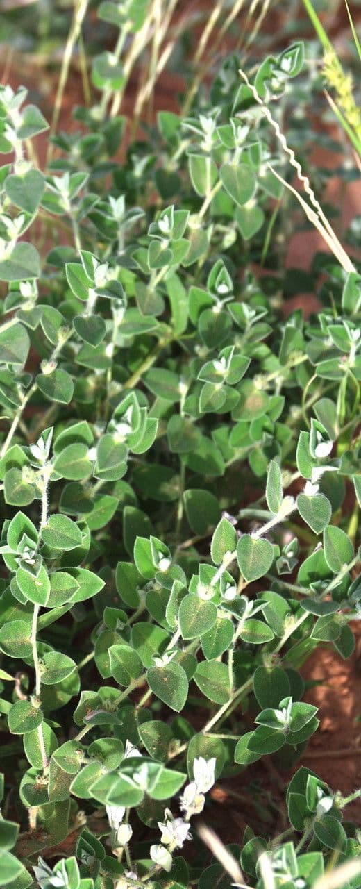Indigofera 5