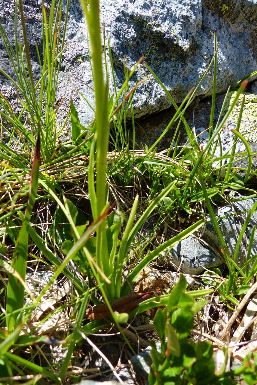 Schwarzes Kohlröschen 15