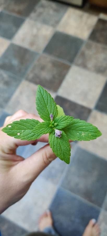 Canapetta bifida 18