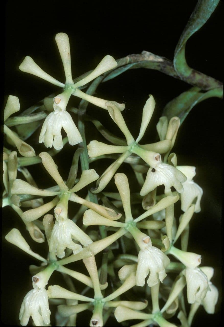 Epidendrum coronado 3