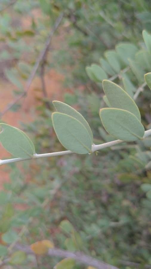 Jojoba 17