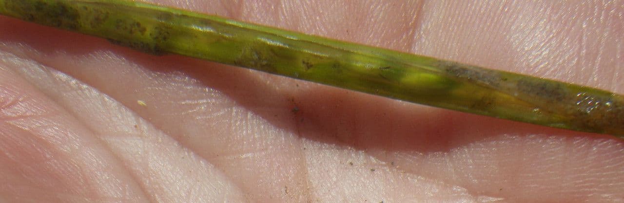 Zostera marina 5