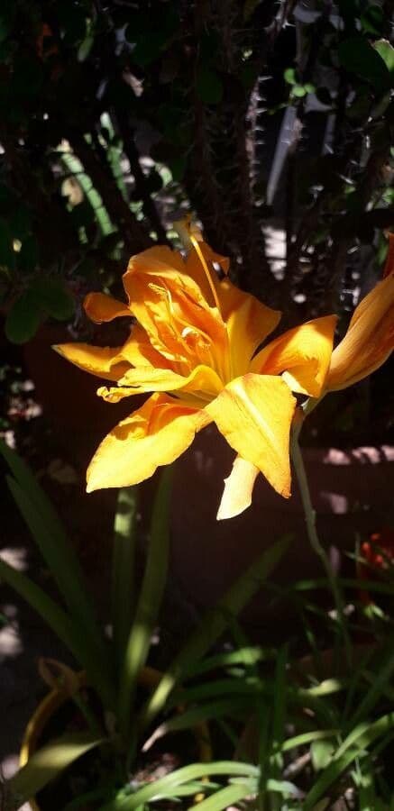 Hemerocallis middendorffii 5