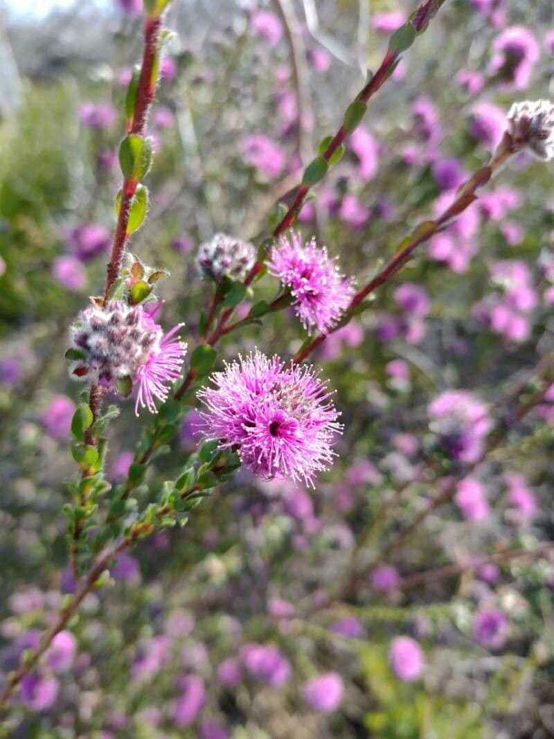 Kunzea 7