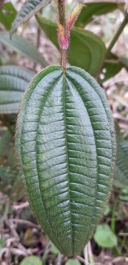 Miconia australis 2
