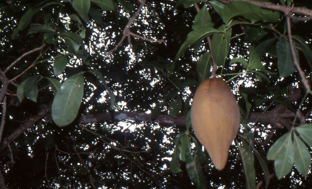 Pachira acquatica 5