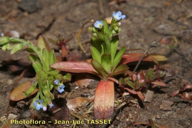Miosotide siciliana 7
