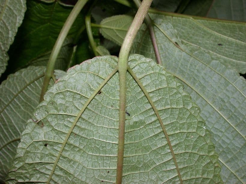 Urera simplex 17