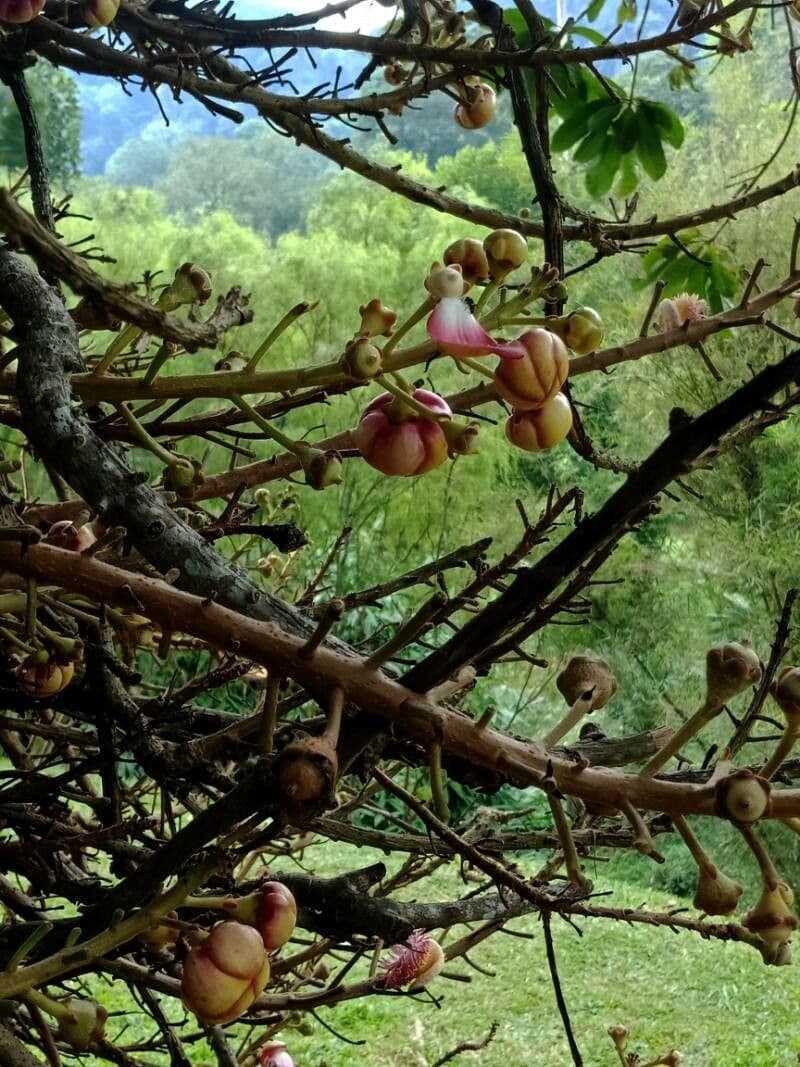 Kanonenbaum 27