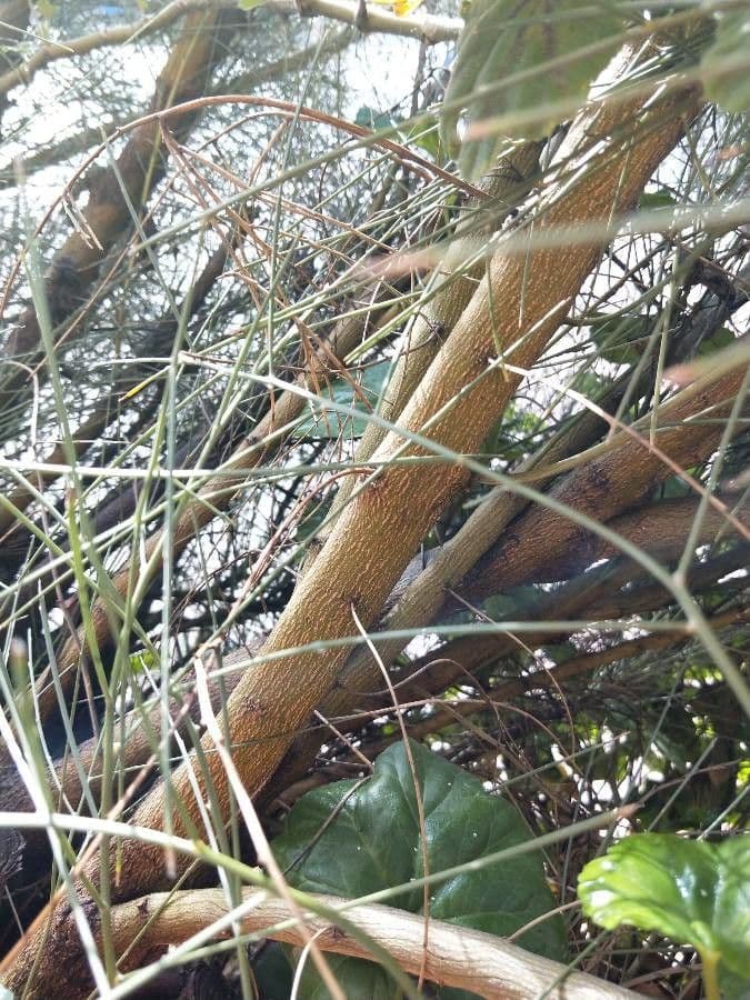 Rhamnus 24