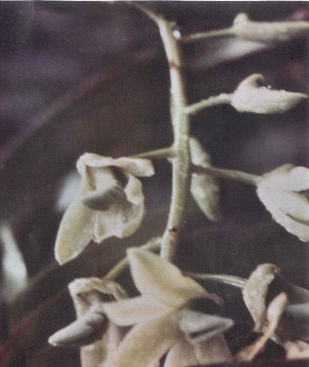 Dendrobium 5