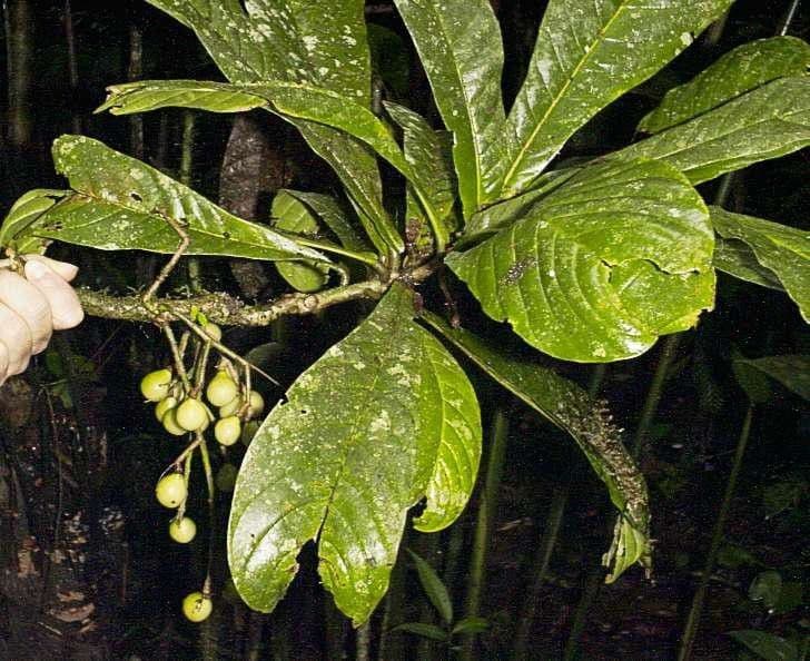 Meliosma 4