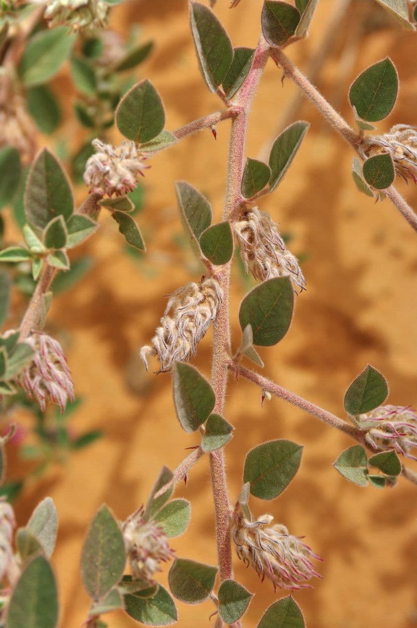 Indigofera diphylla 2