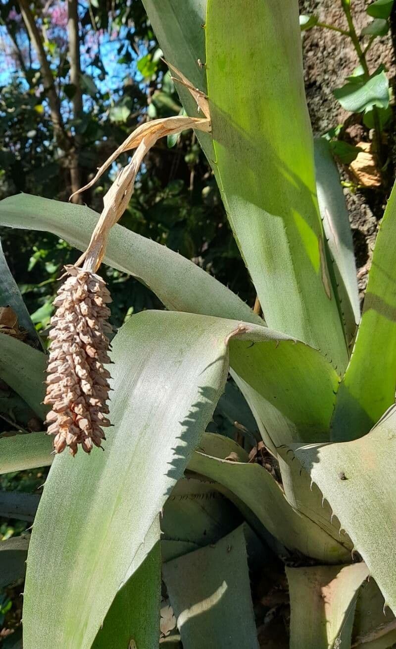 Aechmea bromeliifolia 6
