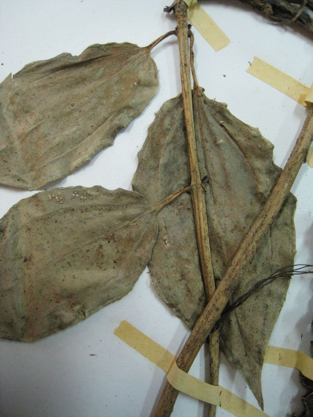 Adelobotrys 24