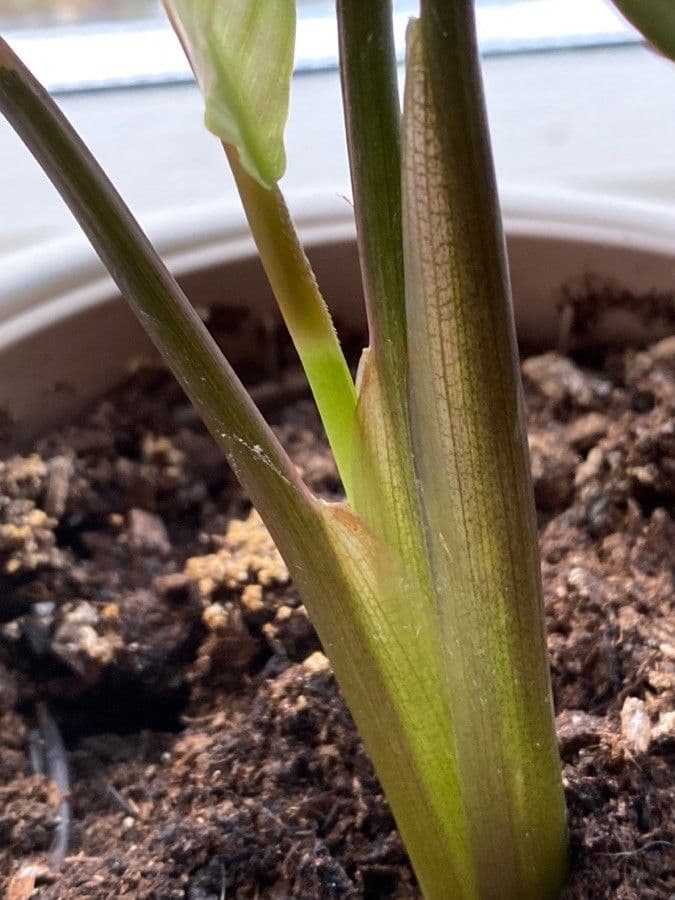 Ctenanthe 13