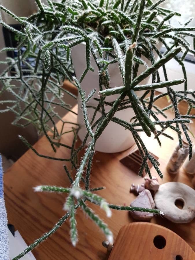 Rhipsalis 18