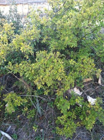 Zanthoxylum clava-herculis 7