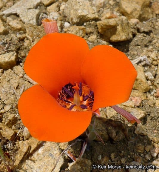 Calochortus di Kennedy 7