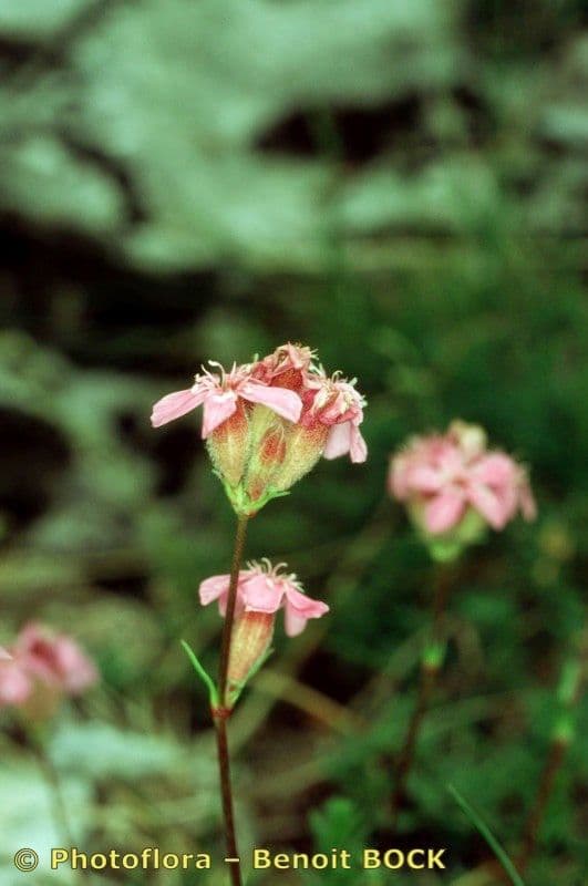 Steinrose 17