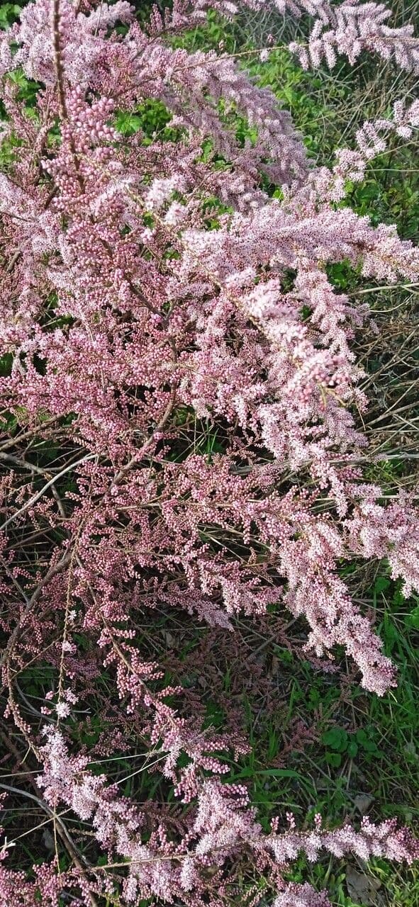 Tamarix parviflora 29