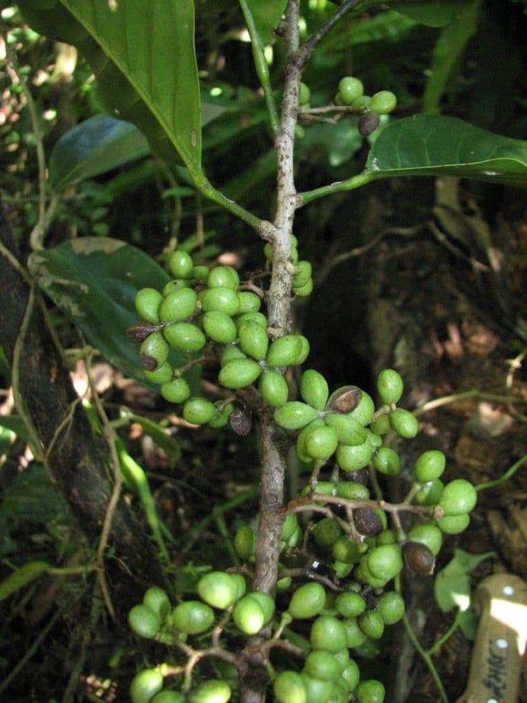 Geijera